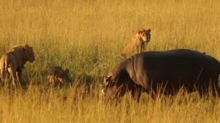 Huge Hippo walks straight into hungry Lions and Hyenas [upl. by Brunhilde]