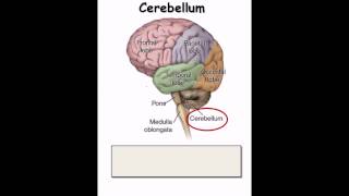 33 Nervous system [upl. by Sawtelle238]