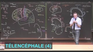 Anatomie des aires corticales cérébrales Télencéphale 4  Neuroanatomie 11 [upl. by Hayotal]