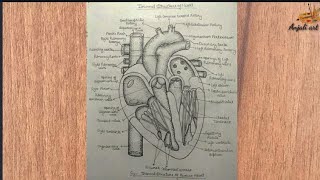 internal structure of human heart llhuman heart anatomy ll heart drawing tutorial with nomenclature [upl. by Nappy494]