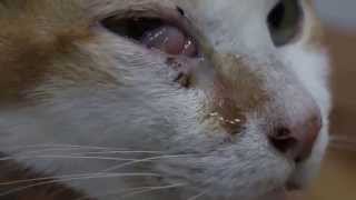 A 10yearold cat has a swelling below the right eye  malar abscess Part 12 [upl. by Merton]