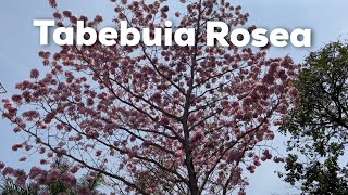 Tabebuia Rosea Trees [upl. by Cheney632]