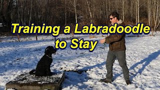 How to Teach a Labradoodle to Stay [upl. by Airdnax559]