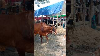 Cow unloading Big size Cow Cow video Part 13 shorts [upl. by Gamali359]