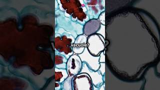 VACUOLE rpsc cellbiology cellstructure biology science [upl. by Analem]