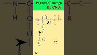 Peptide cleavage by cyanogen bromide animation [upl. by Pawsner438]