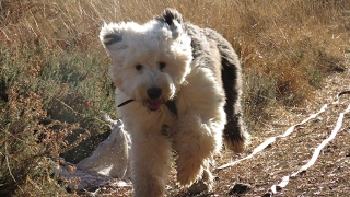 Riley  Old English Sheepdog Puppy  Residential Dog Training [upl. by Ati]