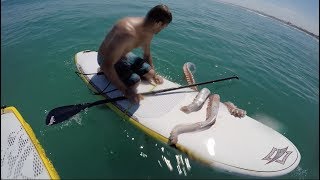 Giant Squid Attacks Surfboard [upl. by Acinonrev]