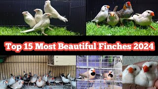 World Top 15 Most Beautiful Finches Bird  Finch 2024 [upl. by Alliuqaj16]