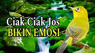 Ciak Ciak Jos Kecial Kuning Gacor Bikin Rajin Jos 5 Detik Lawan Ikut Gacor [upl. by Ihculo]