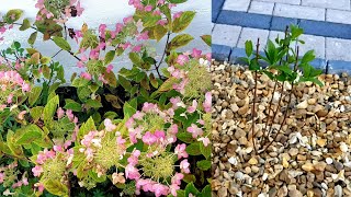 Planting Hydrangea Paniculata Pink Diamond in my front yard in amp update on Hydrangea macrophylla [upl. by Bbor]