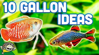 The BEST Ideas for your 10 Gallon Aquarium [upl. by Groves]