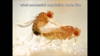 Fruit Fly Mating [upl. by Drofwarc385]