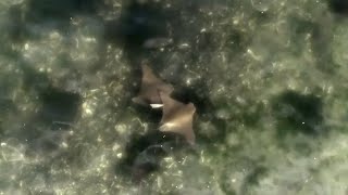 Cownose Stingrays Hampton Bays NY [upl. by Oniger]