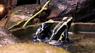 Dendrobates Tinctorius Cobalt calling and courting [upl. by Matias]