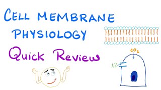 Cell Membrane Physiology  Quick Review  Physiology Series [upl. by Hebner]