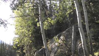 Quaking Aspen trees  Rocky Mountain [upl. by Trojan]