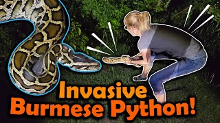 We Found a HUGE BURMESE PYTHON Herping in Florida Part 2 [upl. by Aremat280]