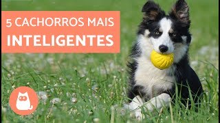 As raças de CACHORROS MAIS INTELIGENTES DO MUNDO [upl. by Yhtomiht464]