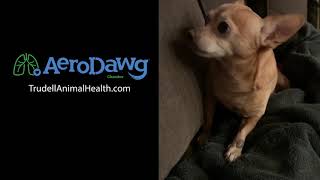 Hear What a Coughing Dog with Bronchitis Sounds Like  Chihuahua [upl. by Alysa]