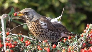 Fieldfare in my Front Yard [upl. by Cleti244]