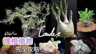 塊根植物 Caudex 完全攻略 [upl. by Gibeon]