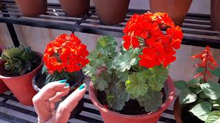 How to Grow and Care Geranium Plant  Care of Geranium [upl. by Ellehsor]