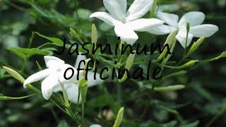 How to Pronounce Jasminum officinale [upl. by Stralka155]