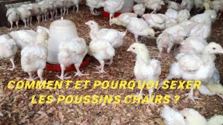 comment et pourquoi sexer les poussins chair  élevage de poulets [upl. by Mcclary]