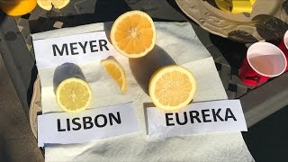 Meyer vs Eureka vs Lisbon  TASTE TEST  80 Of People Prefer The  Lemon [upl. by Akeenat]