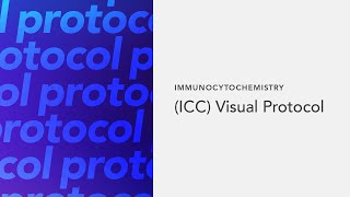 Immunocytochemistry ICC Visual Protocol [upl. by Hamirak49]