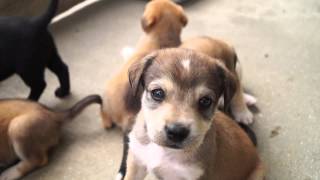 BeagleLabrador Puppies [upl. by Cocks]