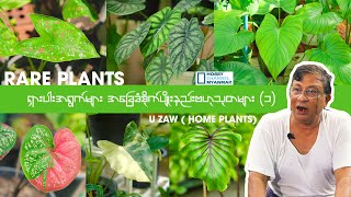 Rare Plants ရှားပါးအရွက်များကို ဘယ်လိုမြေနဲ့စိုက်မလဲ [upl. by Azirb692]