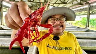 Crayfish Farming in the Philippines Pinaka magandang Pagkakitaan Ngayon [upl. by Octavus]