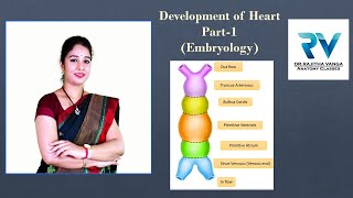 Development of Heart Part1 Embryology by Dr Rajitha Vanga [upl. by Showker]