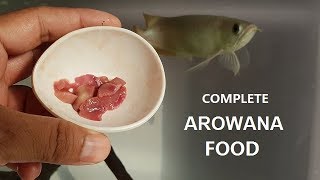 Best Foods for Arowana Fish  I feed my arowana [upl. by Ellenrahs]