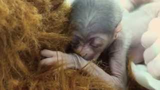 A Miracle Baby Javan Gibbon is Born at the Greensboro Science Center [upl. by Gaultiero]