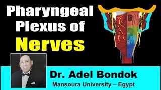 Pharyngeal Plexus Dr Adel Bondok [upl. by Cantone516]