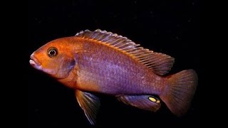 RUSTY CICHLID [upl. by Azeria]