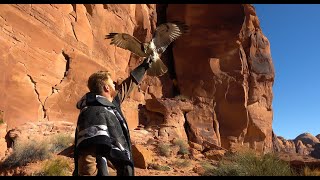 Falconry Antiaggression technique [upl. by Anselm]