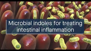 Microbial indoles could help treat intestinal inflammation [upl. by Yssac]