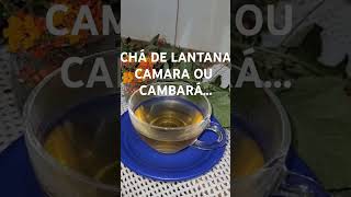 CHÁ DE LANTANA CAMARA OU CAMBARÁ COMO FAZER O CHÁ [upl. by Byrdie]