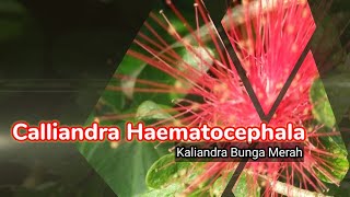 Mengenal Tanaman Calliandra Haematocephala Kaliandra Bunga MerahRed Powder Puff [upl. by Portland]