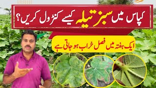 How to control jassid in cotton crop  The best insecticide against cotton jassid Abid Ali Agrarian [upl. by Seraphina196]