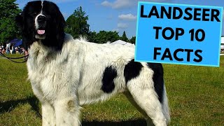 Landseer Dog Breed  TOP 10 Interesting Facts [upl. by Eek]