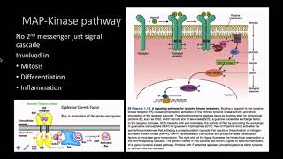 Mitogens pathway and response [upl. by Mohamed]