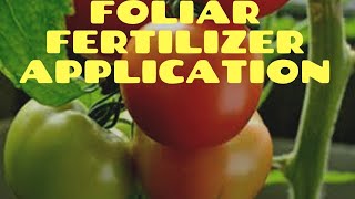 How to Use Foliar Fertilizer Fertilizer for tomatoes [upl. by Ahab]