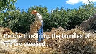 Threshing and winnowing rye August 2023 [upl. by Walker]