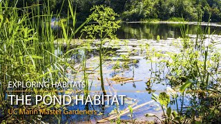 The Pond Habitat  Exploring Habitats [upl. by Aivun604]