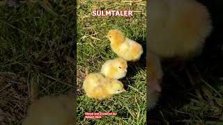 Chicks of various chicken breeds Marans Sulmtaler Araucana Orloff Brahma Exchequer Leghorn [upl. by Natale63]